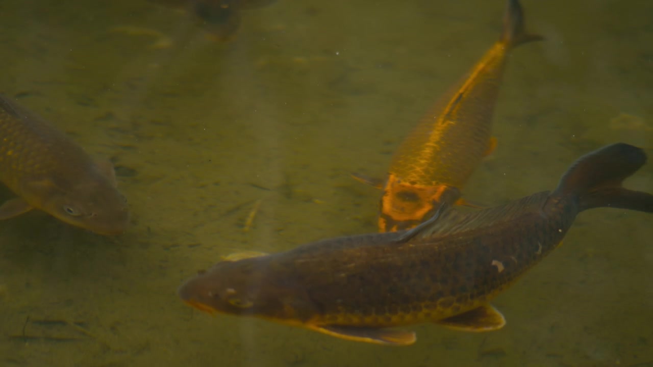 Mehrere Koi-Fische gleiten langsam durch flaches, grünlich gefärbtes Teichwasser, ihre goldenen Schuppen schimmern sanft unter der Oberfläche.