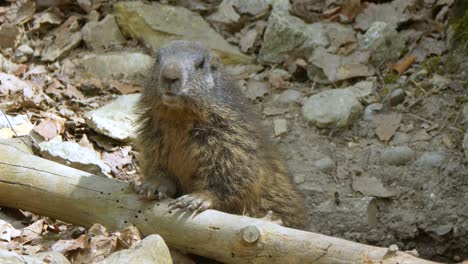 marmota atenta descansando al aire libre en el sol