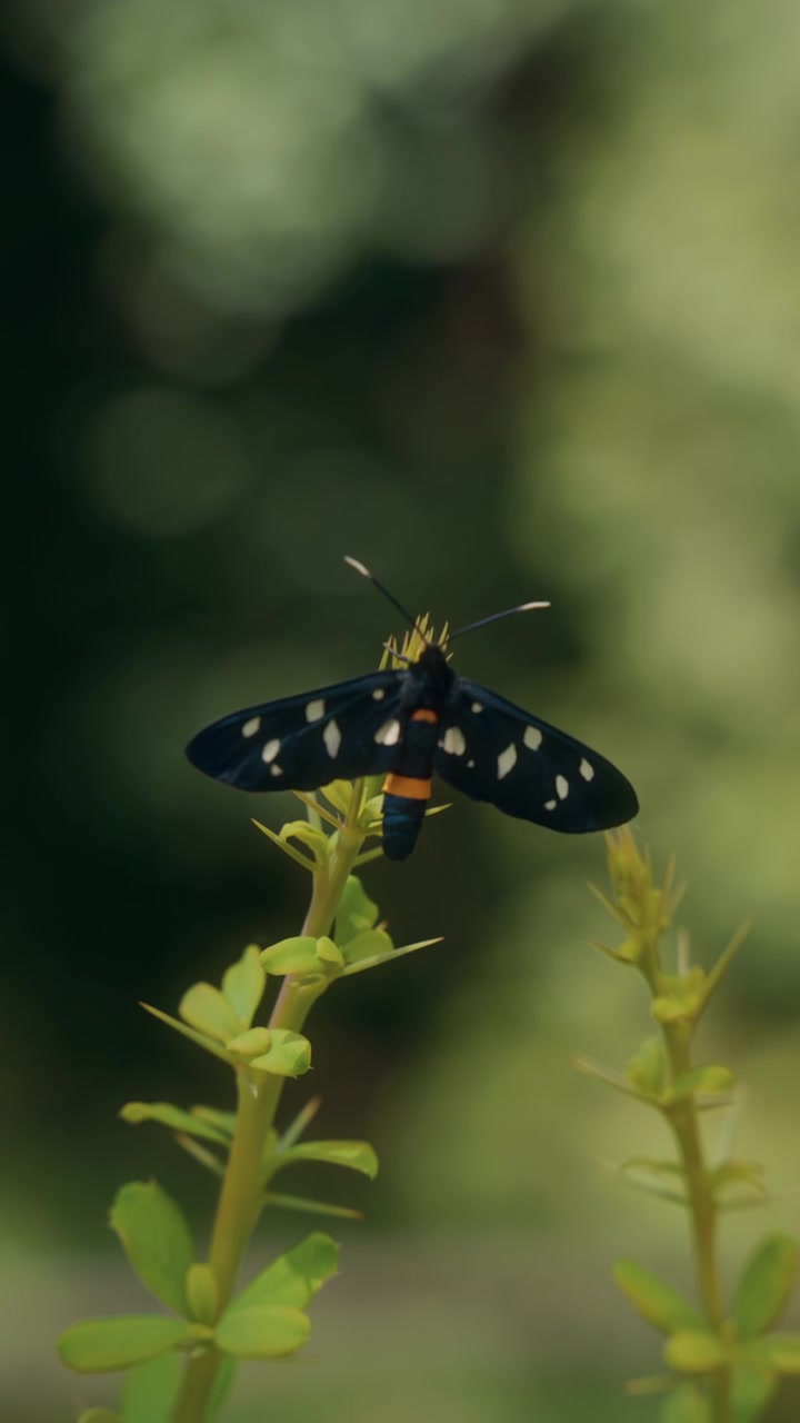 Falena dalle nove macchie posata su una pianta verde