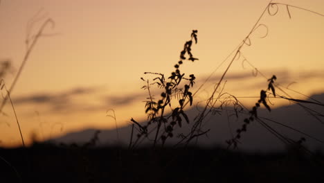 puesta de sol de silueta de malas hierbas y hierba que sopla en el viento