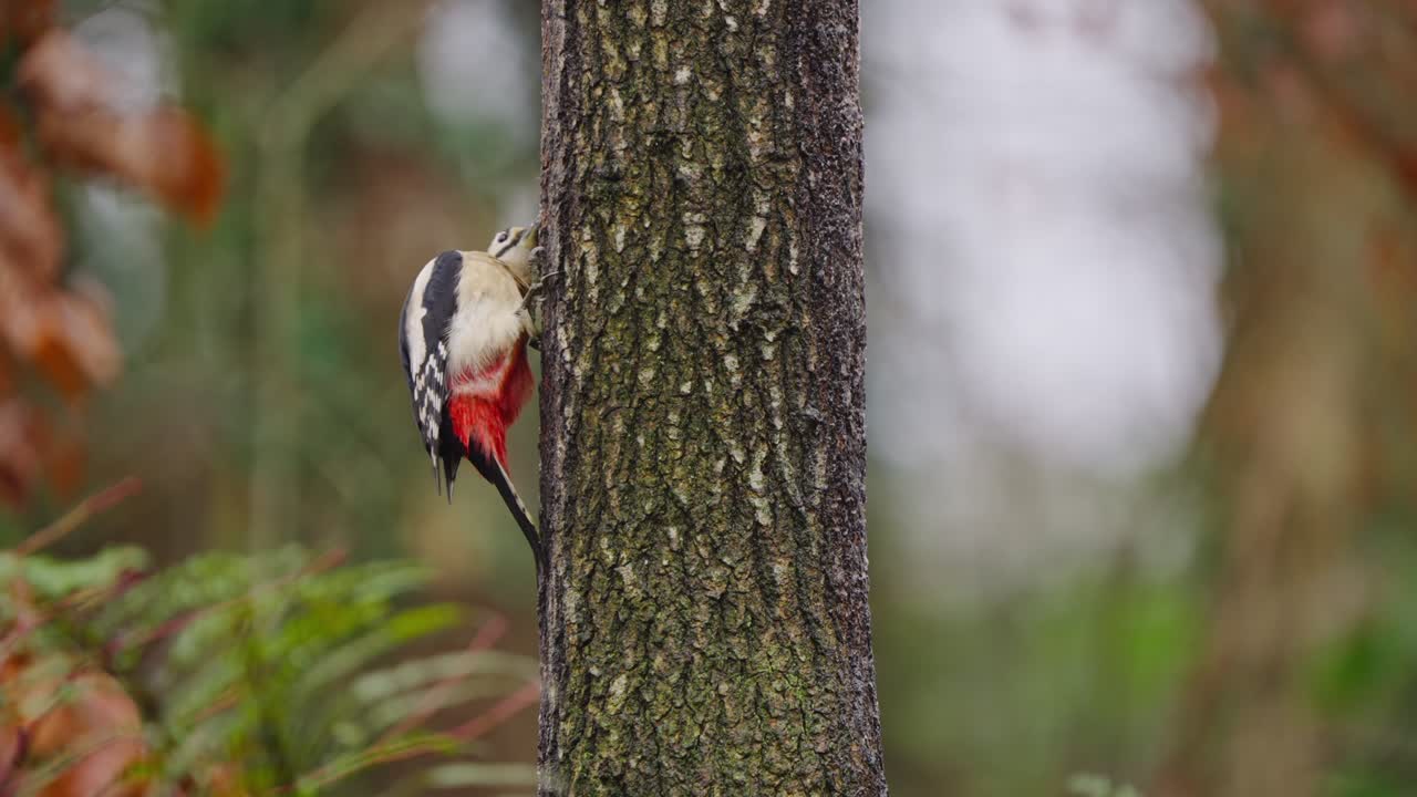 Great spotted woodpecker perched high on pine trunk, scanning surroundings in calm setting