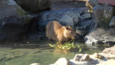 un capibara lindo comiendo ramas en un baño de aguas termales - toma de mano