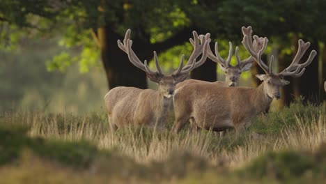 Red-Deer,-Three,-Grazing-in-Forest-Meadow,-Beautiful-Cinematic-Slow-Motion-Close-Up