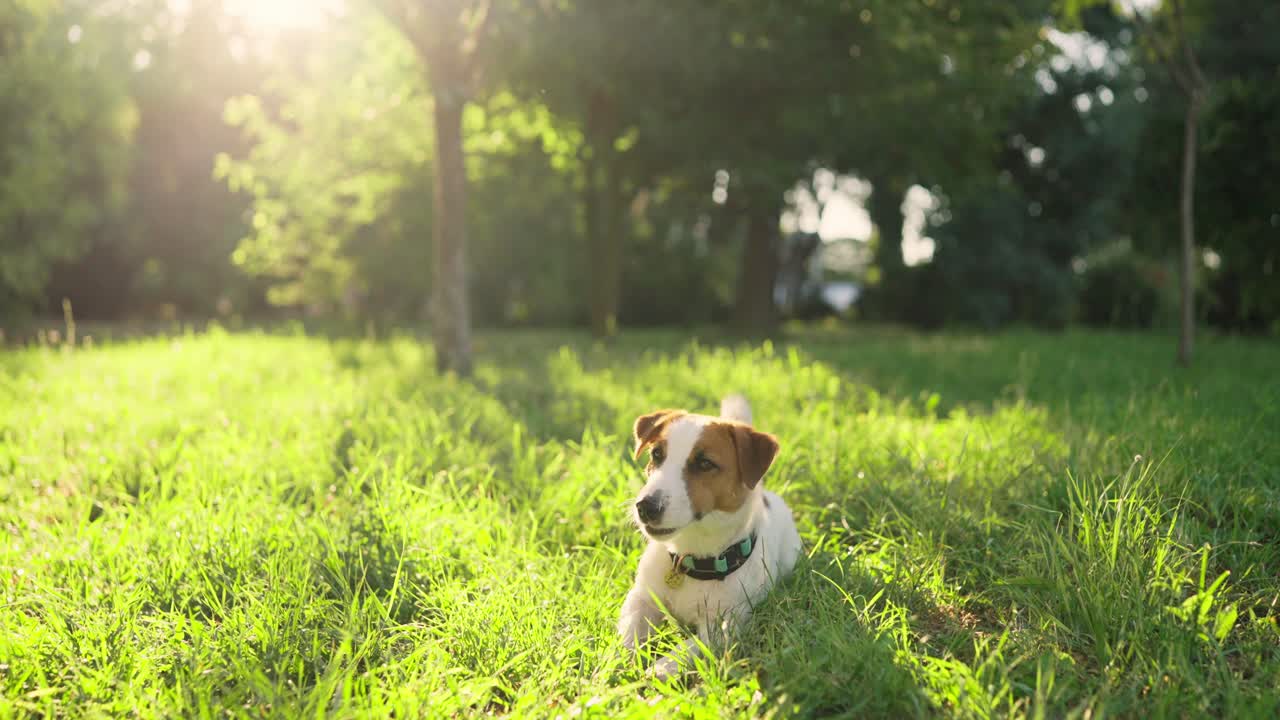 잔디에 앉아 있는 잭 러셀 테리어 개