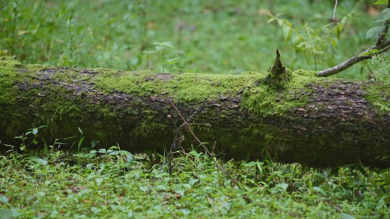Tronco d'albero coperto di muschio