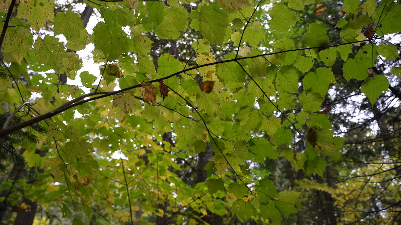Rain falling in an autumn mixed forest of broadleaf and conifer trees in Mauricie, Quebec, Canada. Wet foliage and forest textures create a peaceful natural scene