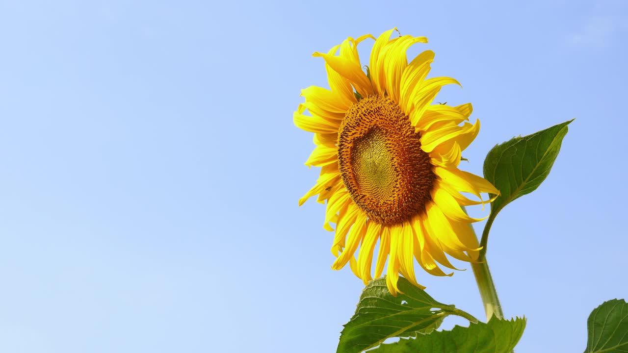 Vakre enkeltstående solsikker med blå himmel i bakgrunnen på en åker