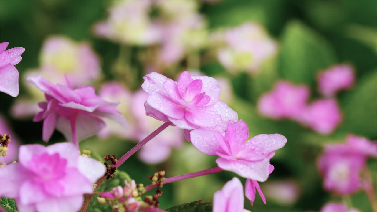 close up de doble flor de hortensia macrophylla con gotas de lluvia en los pétalos en el día de lluvia, hortensia de hojas grandes, hortenzia francesa, 4k imágenes efecto de zoom out.