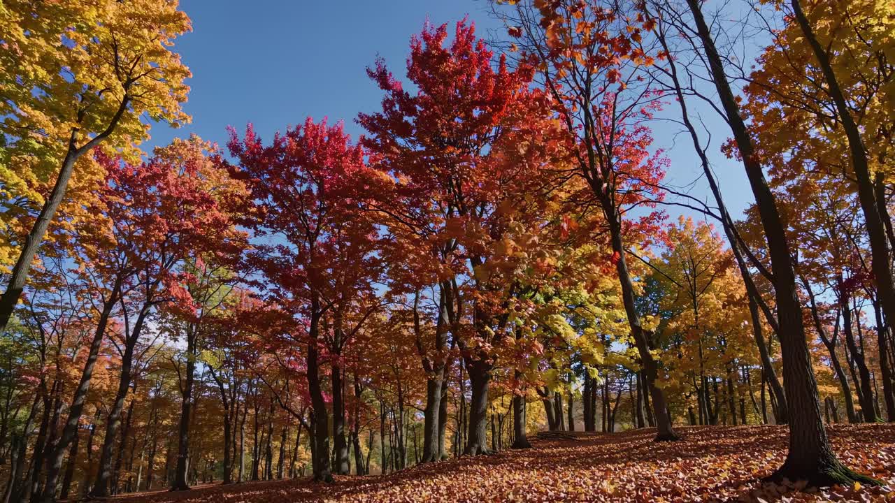 Vibrant autumn forest scene captured from a low-angle, showcasing colorful foliage against a clear