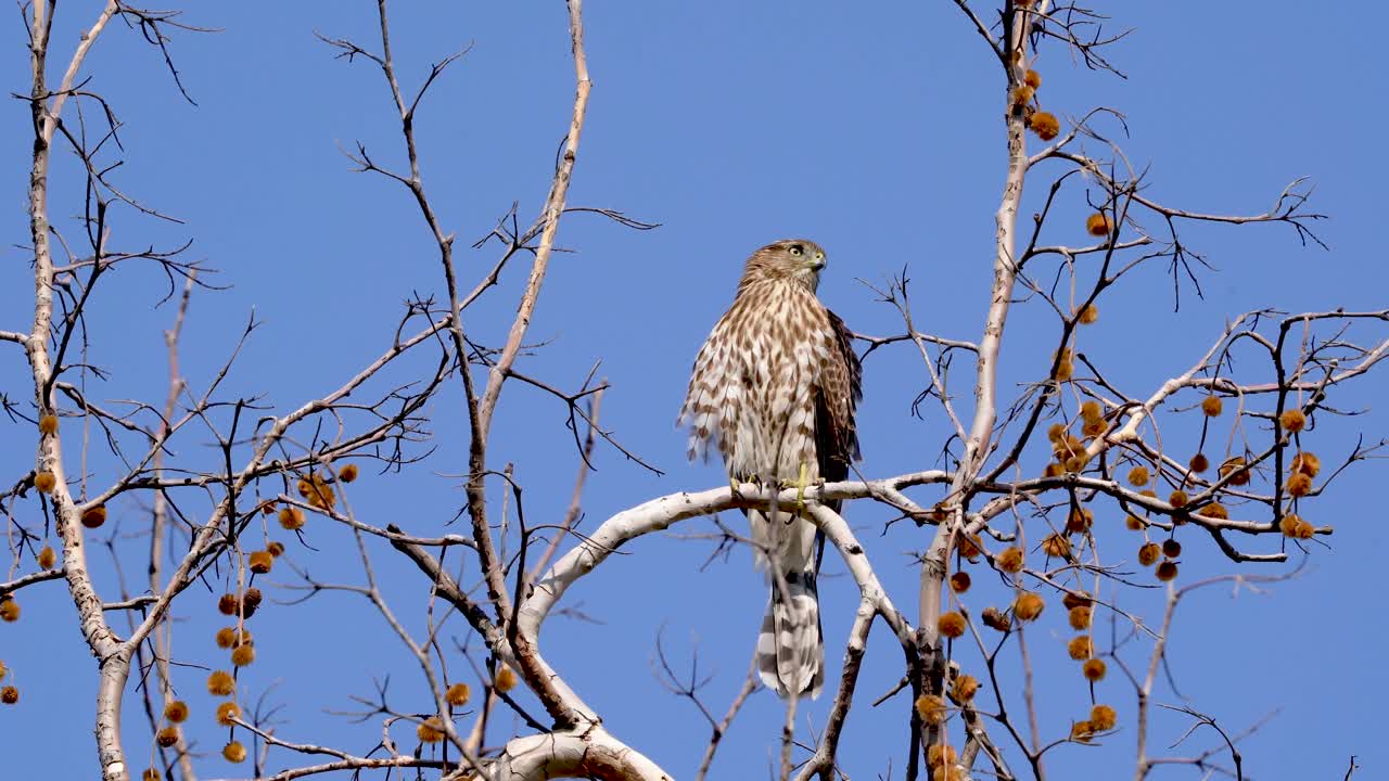 un halcón cooper busca su próxima comida en la reserva de vida silvestre sepulveda en el sur de california