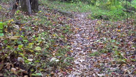 caminar lento por el bosque en otoño