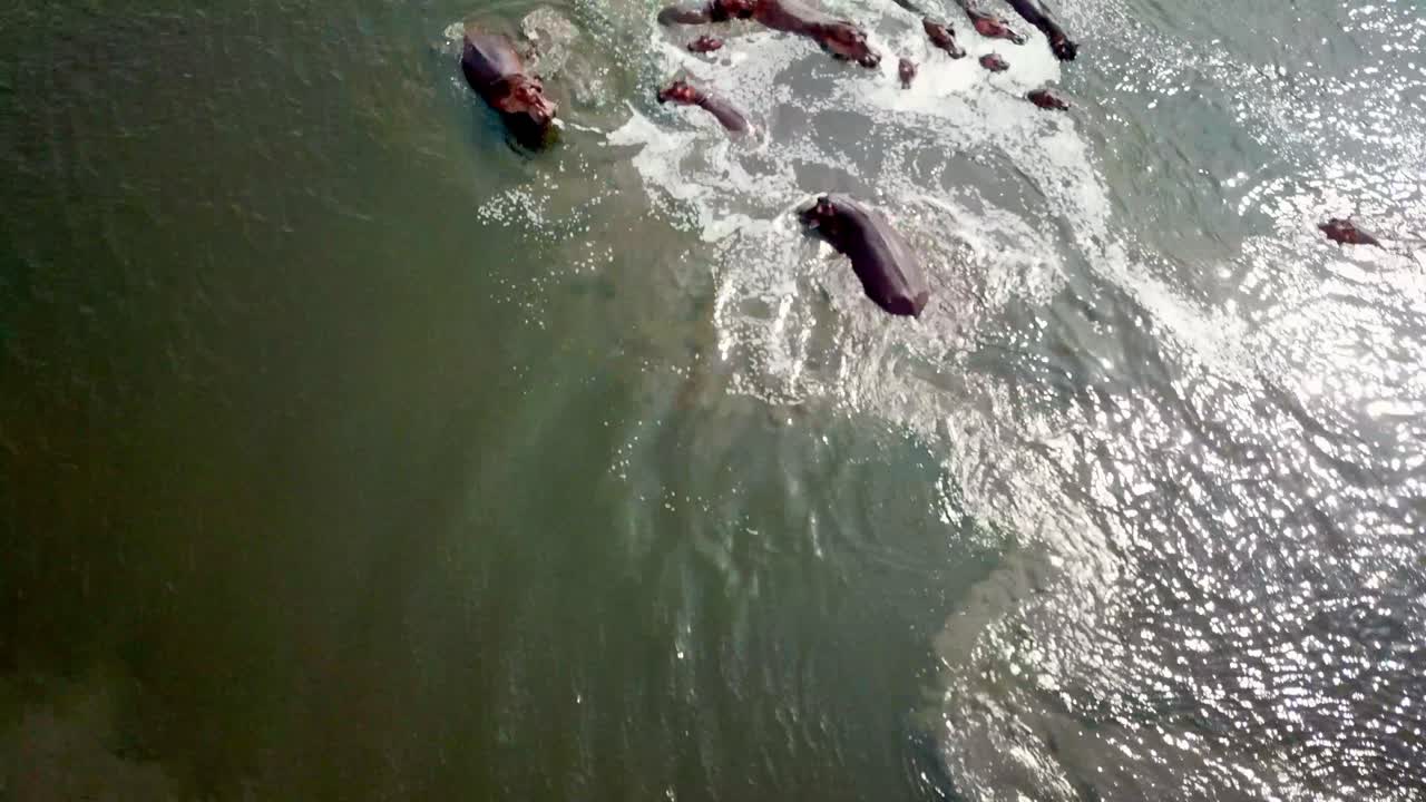 Tourists On Boat Watching Bloat Of Hippopotamus Swimming In The Lake. - aerial tilt up
