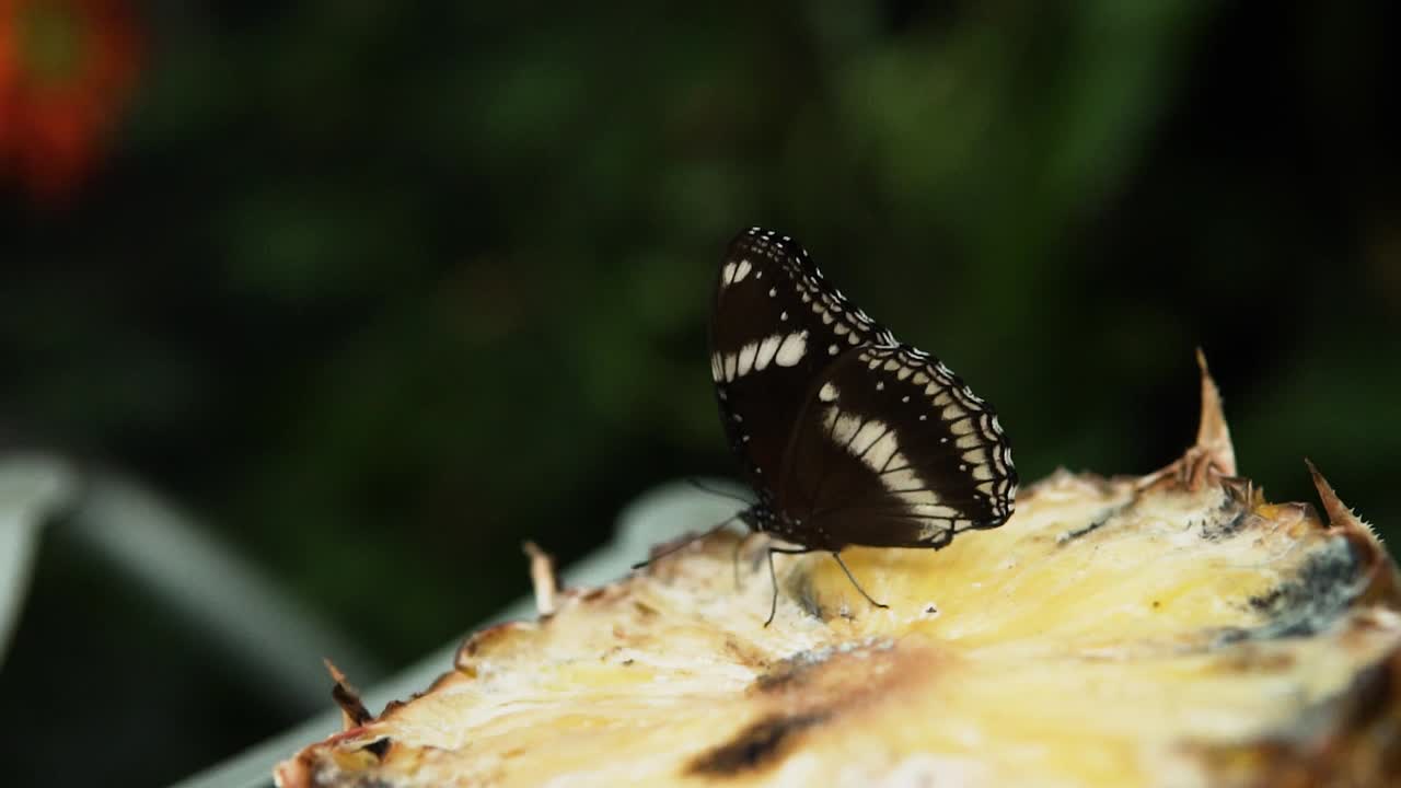 macro de mariposa luna azul comiendo fruta de piña
