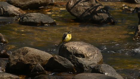 Bachstelze,-Motacilla-Cinerea,-4k-Aufnahmen,-Huai-Kha-Kaeng-Wildlife-Sanctuary,-Thailand