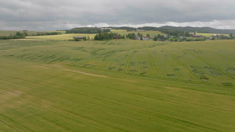 aerial view over large green wheat field on a cloudy day - drone shot