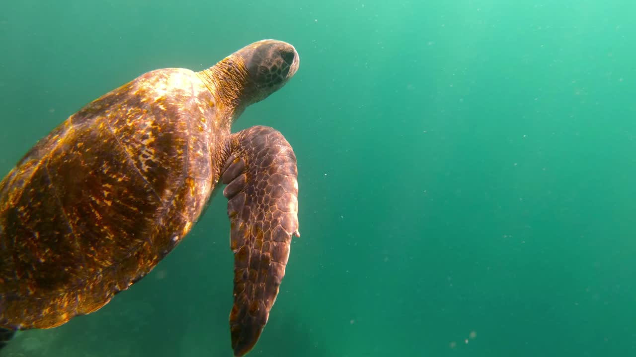 Beautiful underwater footage of a sea turtle swimming in the Galapagos Islands Ecuador 4