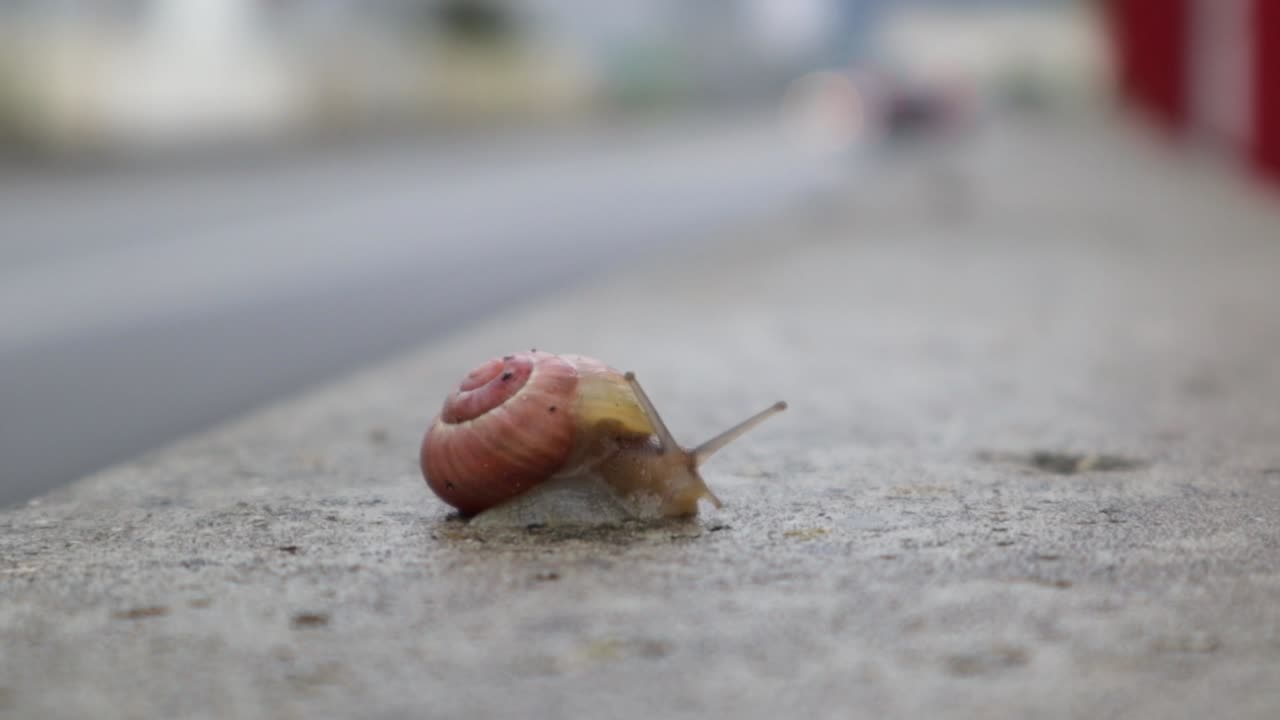 pequeño caracol solo en una pared de hormigón con una carretera al fondo, moviéndose lentamente pero acelerado, todavía en primer plano medio