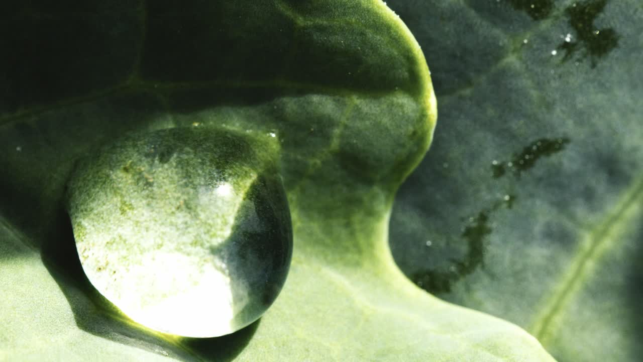 잎 에 있는 물방울