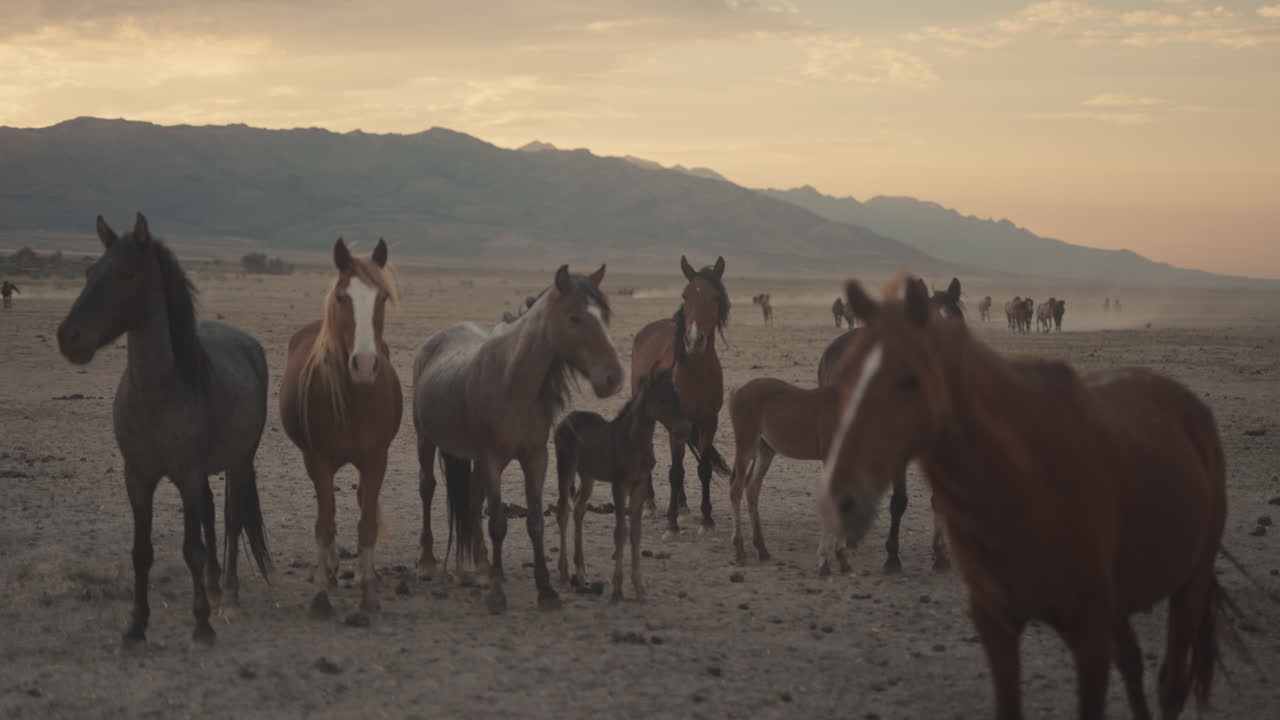 Wild Horses at Sunset in the Mountains