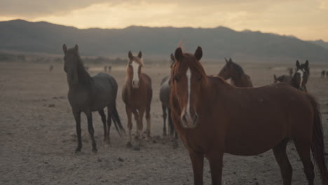 wild horses at sunset in the mountains
