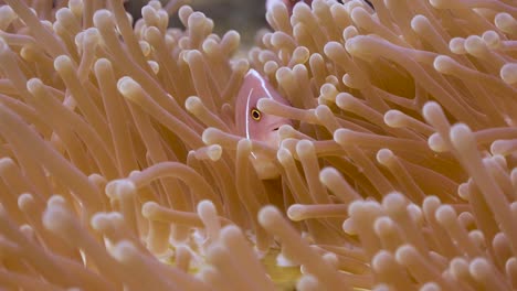 roze anemoonvissen sluiten iup in een anemoon op koh tao, thailand