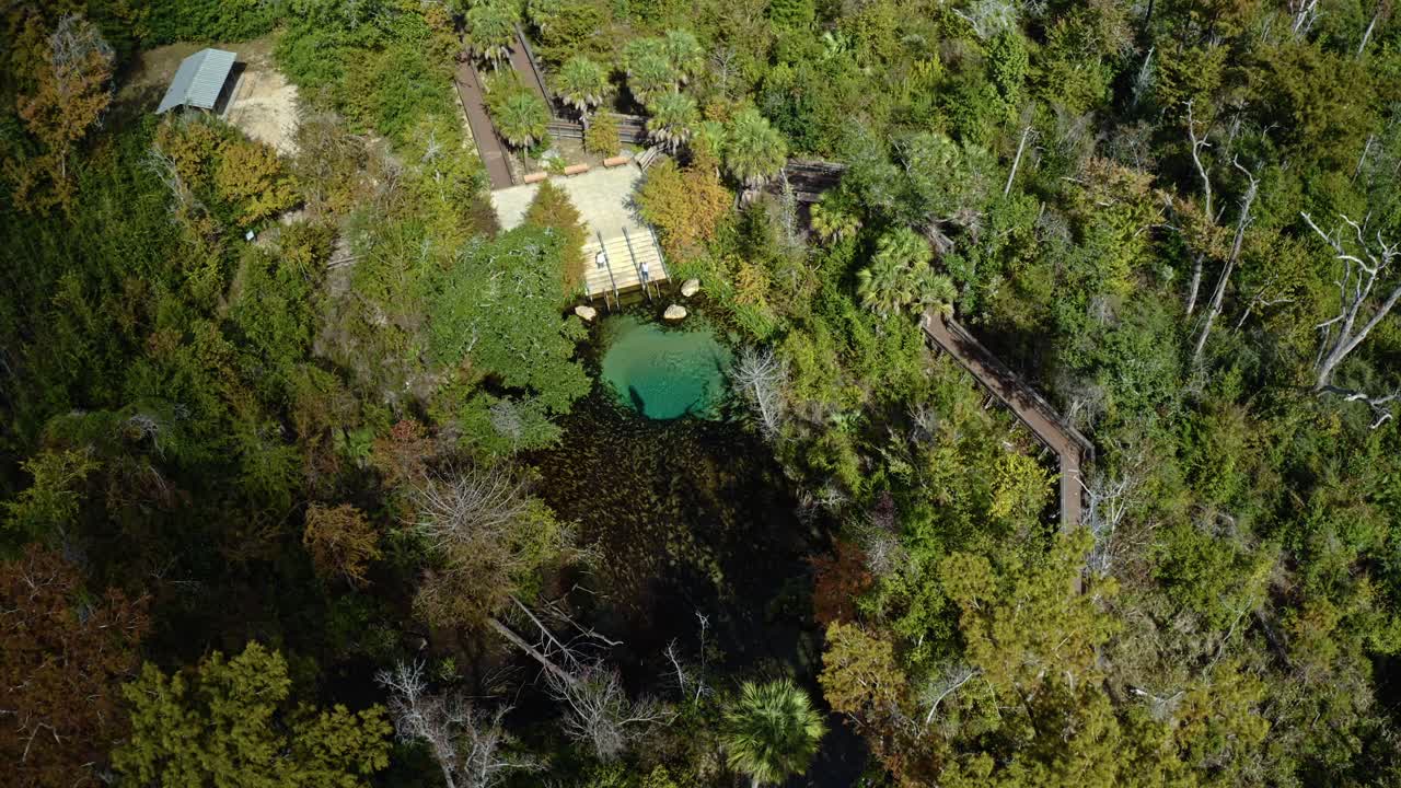 Sorgente cristallina circondata da una foresta subtropicale vicino a Pitt e Sylvan Springs, in Florida, con pontili in legno, passerelle e acqua riflettente incorniciata da una vegetazione lussureggiante e trame naturali