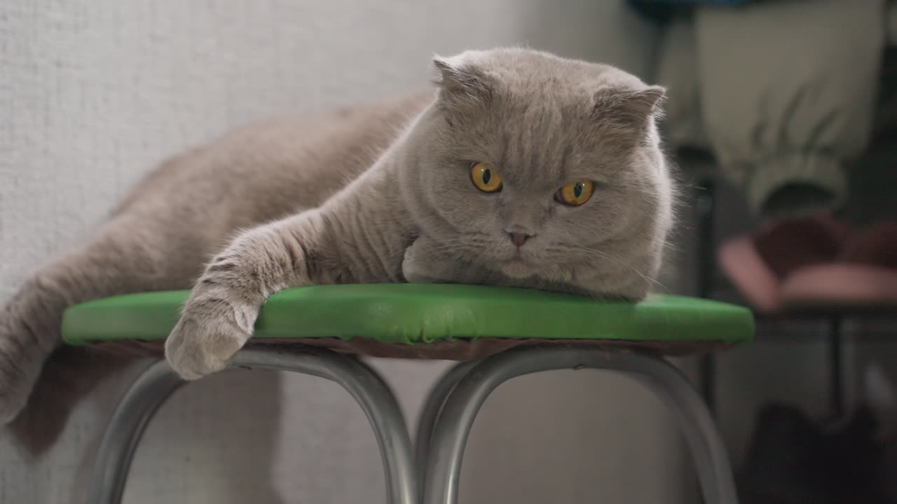 Indoor Feline Observing And Reaching, Pet Cat With Attentive Gaze And Gentle Stretch Inside Home Environment, Curious Grey House Cat Stretching Its Paw Over Green Stool With Soft Lighting