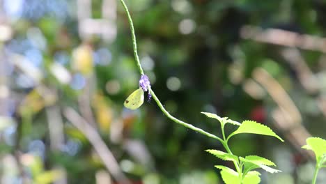 two butterflies interacting on a blooming vine