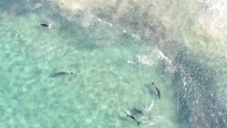 stationary drone footage looking straight down as three large dolphin and two small dolphins swim through the frame