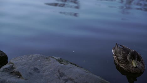 wild duck floating on calm water, mallard sliding through it´s own habitat