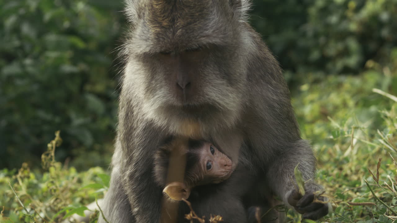 Monkey eating slowly in Indonesian jungle, wildlife close up