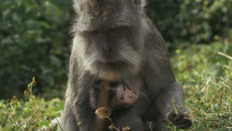 monkey eating slowly in indonesian jungle, wildlife close up