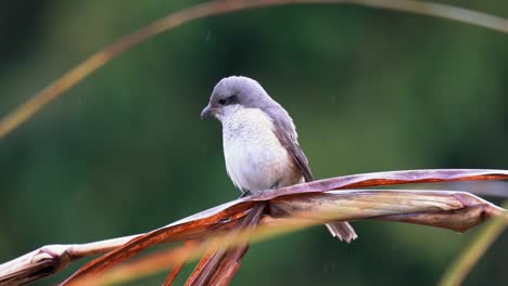 a brown shrike perched on a stem of elephant grass in the rain