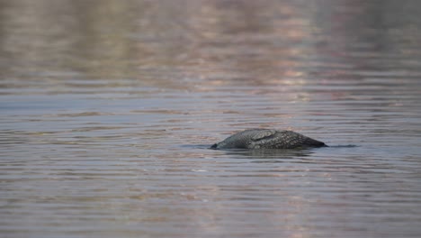 Ein-Junger-Kormoran,-Der-In-Der-Sonne-Auf-Einem-See-Herumschwimmt