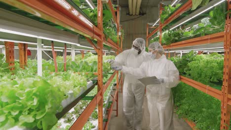 Young-Male-Worker-Of-Contemporary-Vertical-Farm-Showing-His-Female-Colleague-Sample-Of-New-Sort-Of-Lettuce-In-Small-Pot-1