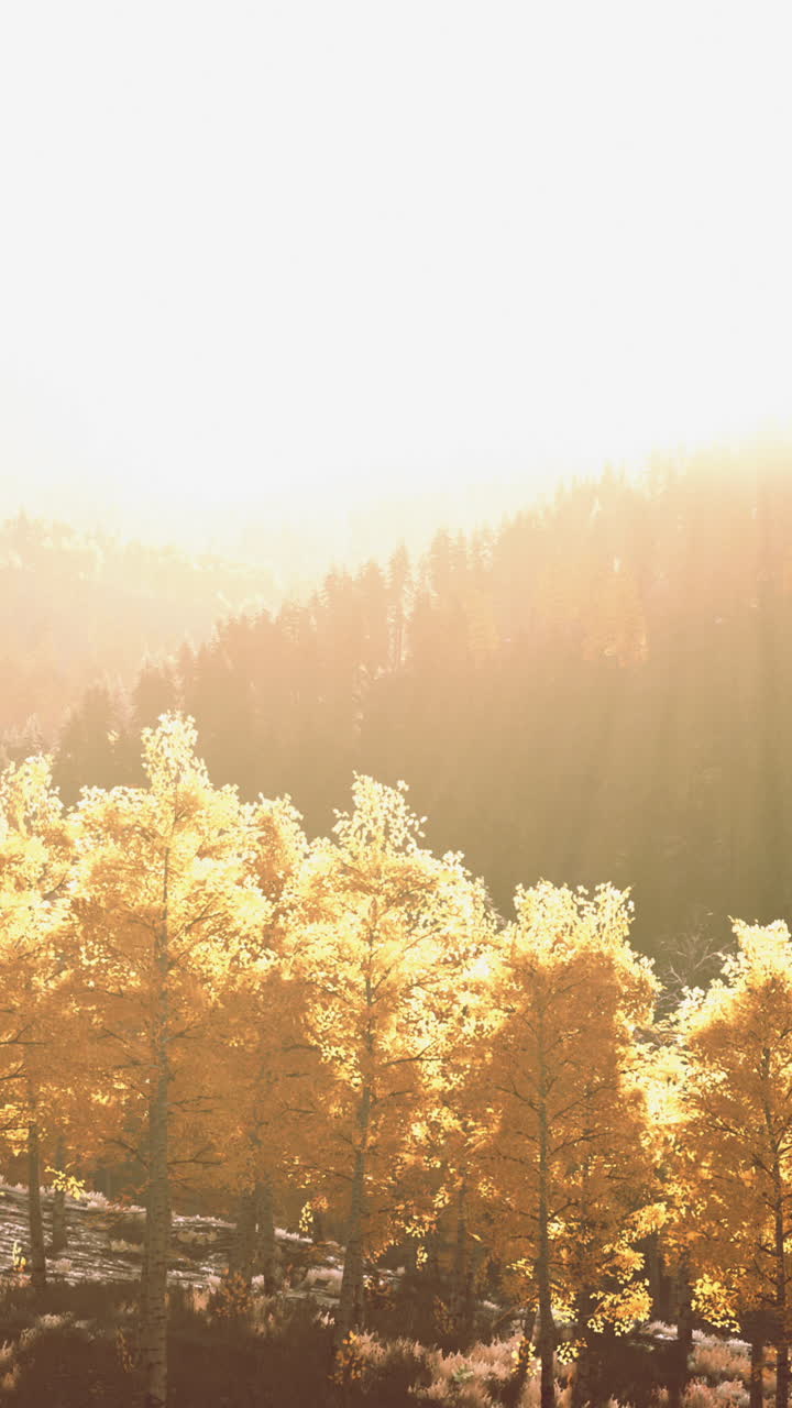 나무를 통해 아지는 빛으로 황금의 가을 숲