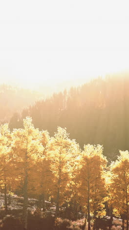 golden autumn forest with sunlight streaming through trees