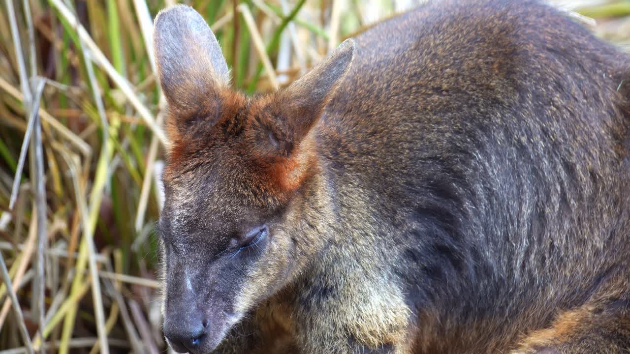 Un wallaby delle paludi (Wallabia bicolor) si siede e si riposa in posizione scomposta a terra, ruotando l'orecchio e scrutando i suoni circostanti, scatto ravvicinato