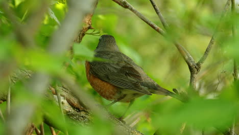 single american robin, turdus migratorius standing with one feet on the tree branch to stay warm and reduce heat lost through unfeathered limb against swaying tree leaves during the day