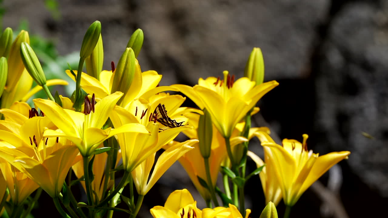 새우  ⁇ 리 나비 와 꽃