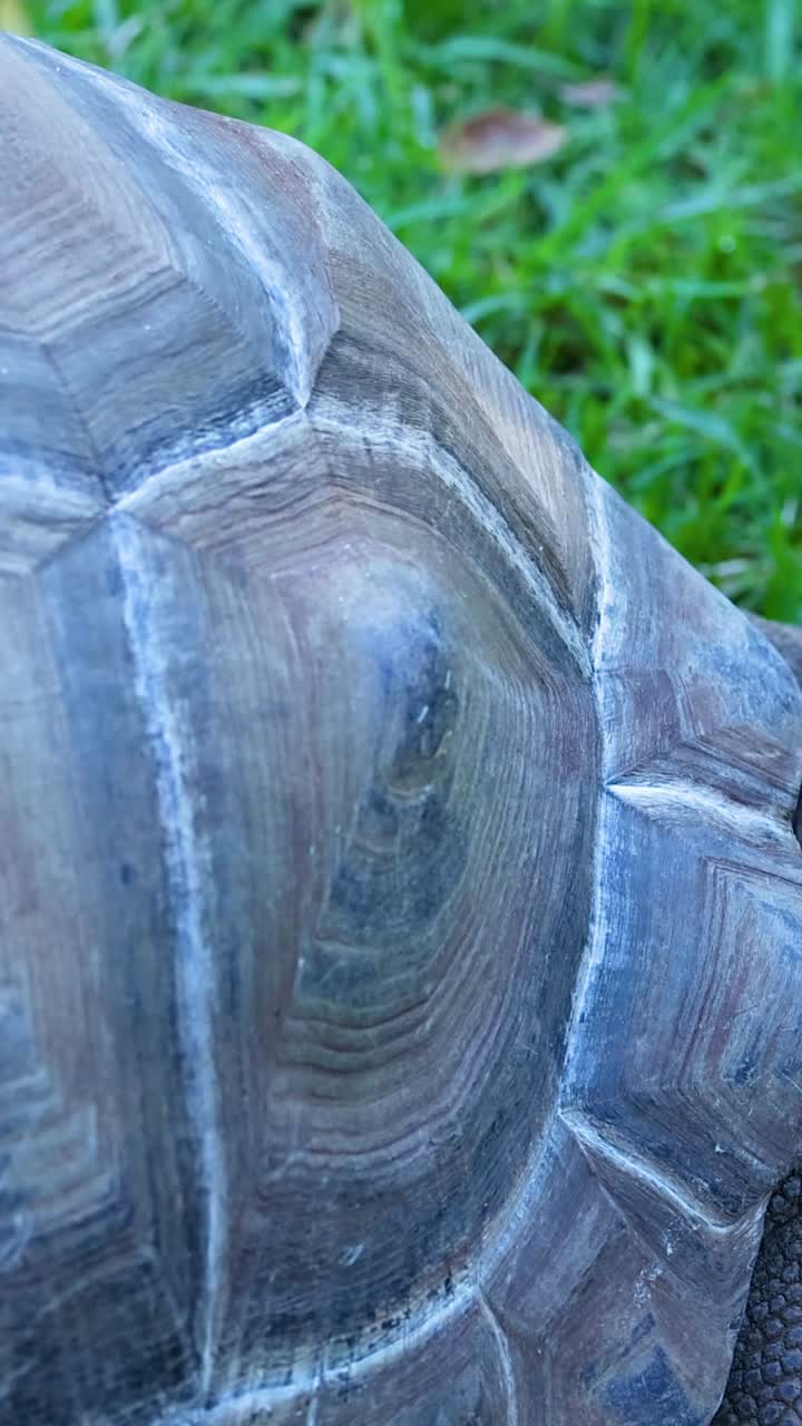 черепаха медленно движется по траве в зоопарке