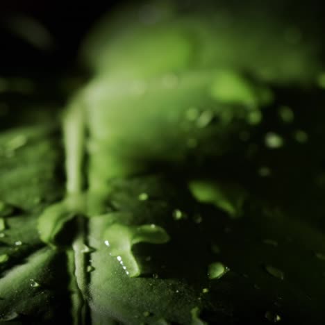 Water-droplets-fall-on-a-large-green-leaf