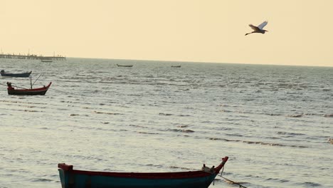 una garza vuela sobre los barcos en pattaya