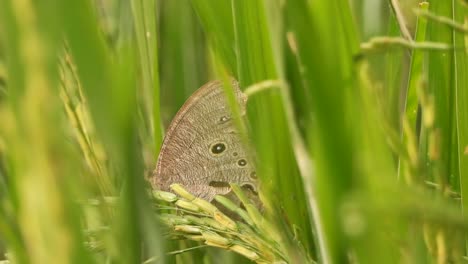 Schmetterlinge-Im-Reisgras---Reis