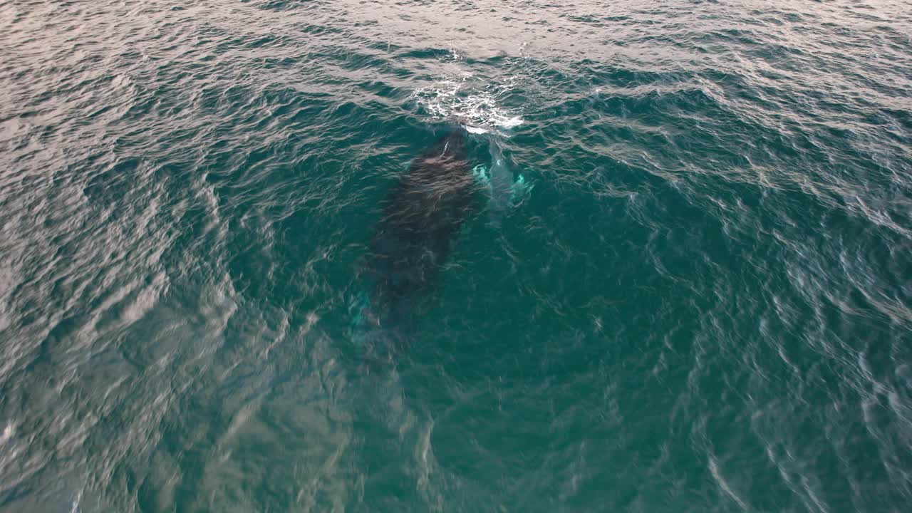 Mother And Baby Humpback Whale In Turquoise Seascape In NSW, Australia - Drone Shot