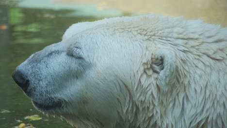 wildlife images of a majestic polar bear in its natural habitat a carnivore from the felidae family the polar bear is a terrestrial animal standing in the water with its eyes closed