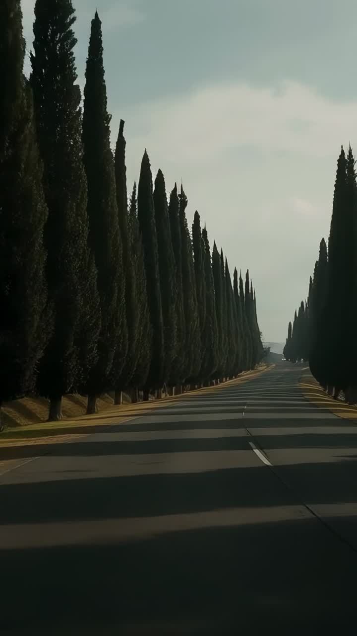 Video verticale: avanzamento della camera che rivela la linea centrale su una strada asfaltata fiancheggiata da ombre di cipressi