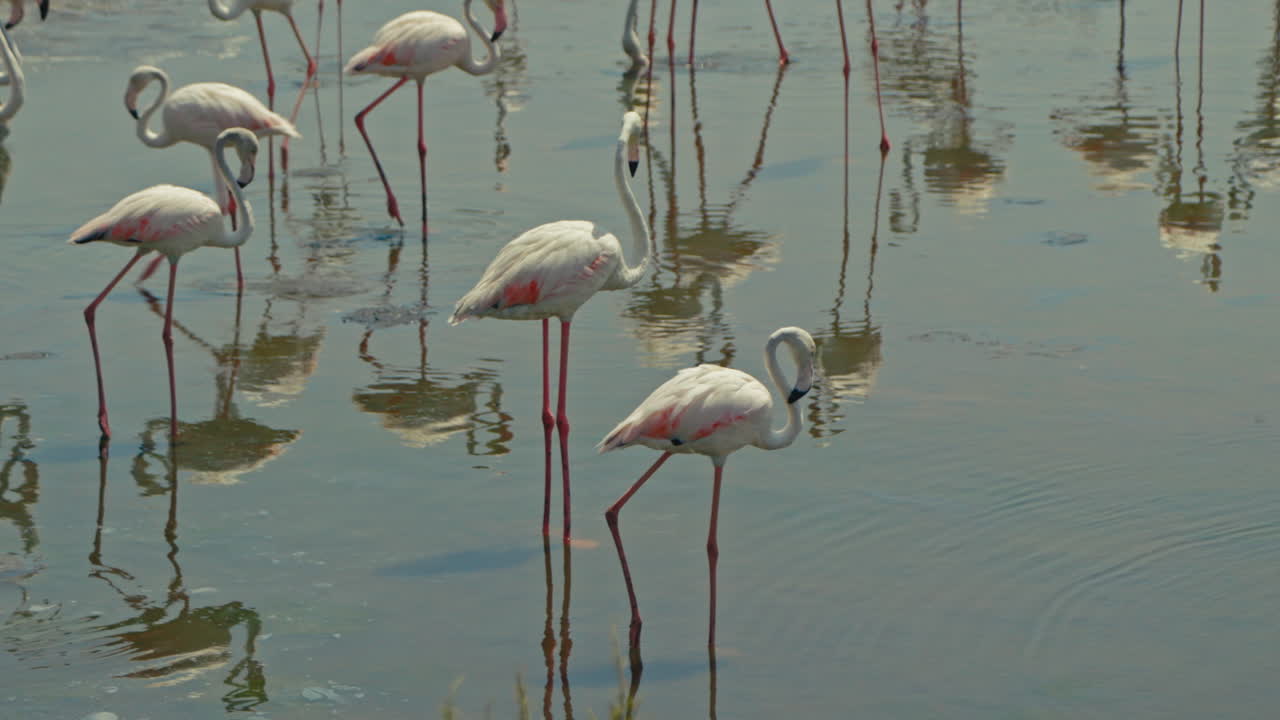 bandada de flamencos en un humedal