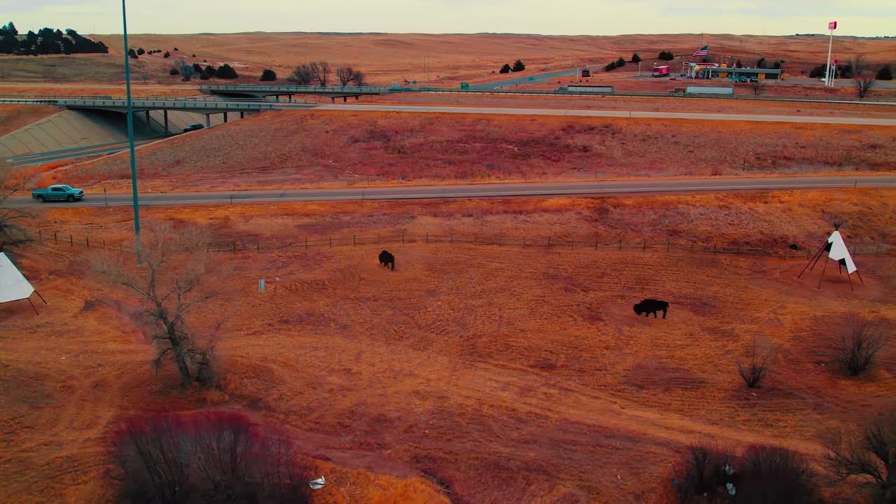 Un'ampia veduta aerea mostra bisonti che pascolano accanto a un teepee mentre i camion viaggiano lungo l'autostrada presso il centro di benvenuto del Colorado