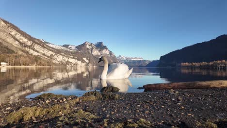 wildlife fauna swan wild bird swiss nature walensee lake wales switzerland mountain reflection